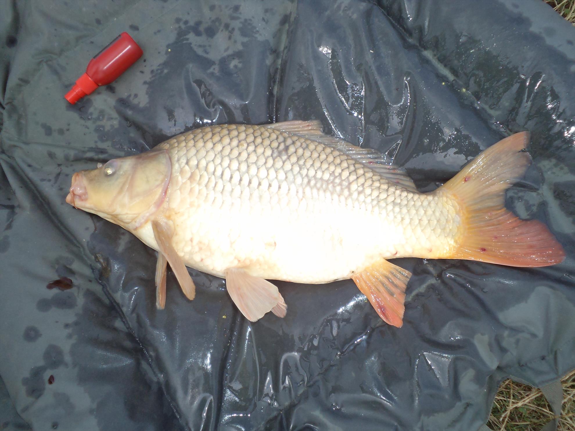 Diverse - dsc00328.JPG